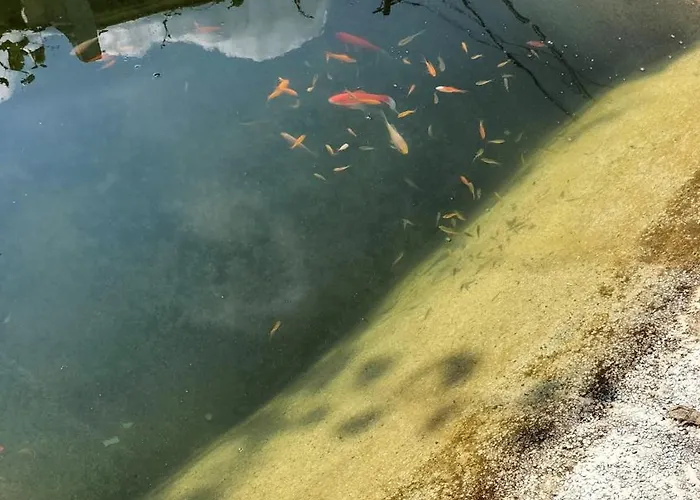 Al - Bino - * Carregosa